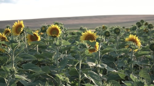 Field Of Young Sunflowers