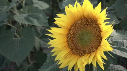 Young Sunflowers In The Field
