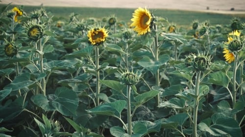 Field Of Young Sunflowers