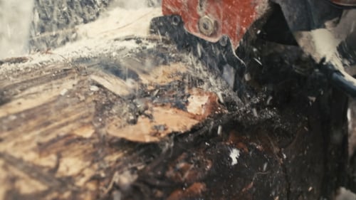 Chainsaw Cutting Through Log Splitting Sawdust