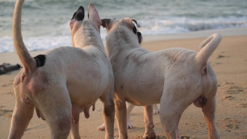 Dogs Playing Together On Sandy Beach At Sunset By Sea