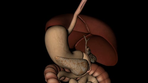 3D Animation of Human Digestive System Anatomy Rotating