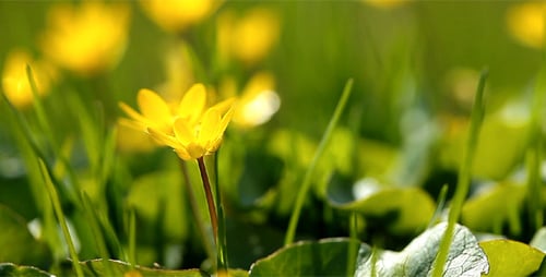 Spring Flowers