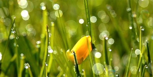 Spring Flowers