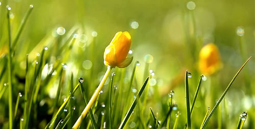 Spring Flowers