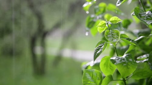 Frische grüne Büsche unter dem Frühlingsregen