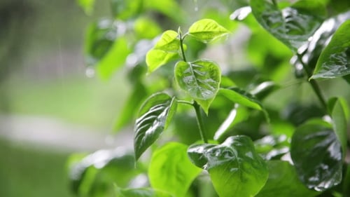 Fresh Green Bushes Under The Spring Rain