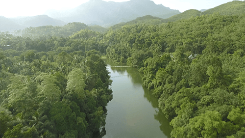En suivant une rivière Green Forest