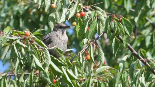 Gemeine Amsel isst Kirschen