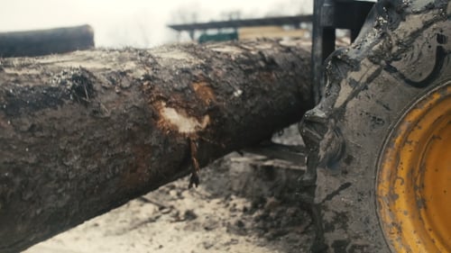 Large Log Loader And Operations In The Log Yard At a Conifer Log Mill.