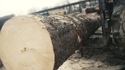Cut Log Resting on a Harvesting Vehicle