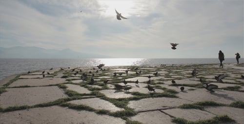 Feeding Pigeons At Seaside