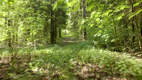 Flying in the Green Forest