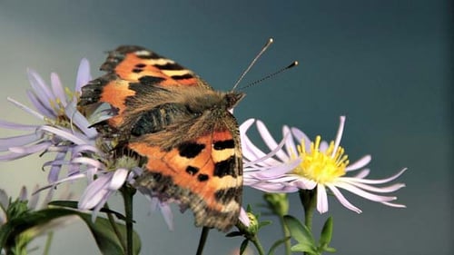 Butterfly Flies Away from Flower