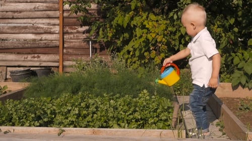 Cute Little Boy Waters Greenery From a Garden Watering Can. Little Gardener Concept