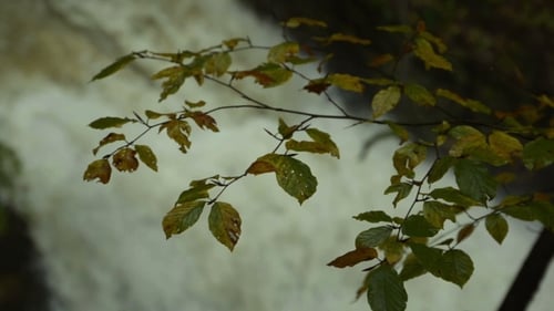 Waterfall Through The Branches