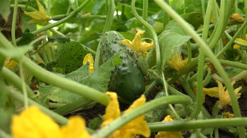 Cucumber