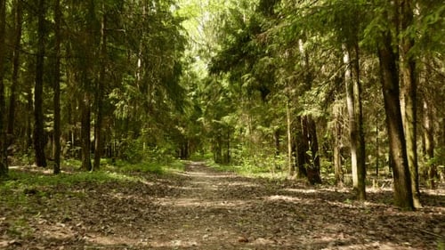 Trail in the Park