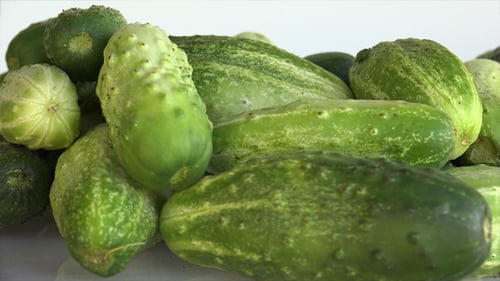Fresh green cucumbers in a close up shot