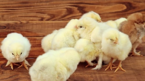 Baby Chicks Gather on Wooden Surface