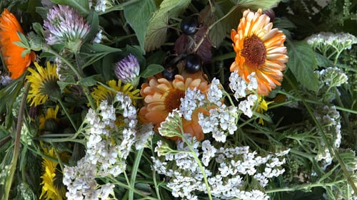 Wildflowers and Greenery in a Natural Environment