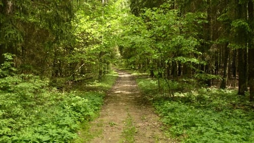 Pathway in the Park