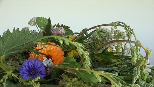 Close Up View of Colorful Wildflowers and Foliage