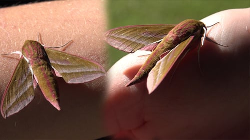 Moth Resting on Person's Arm in Natural Light