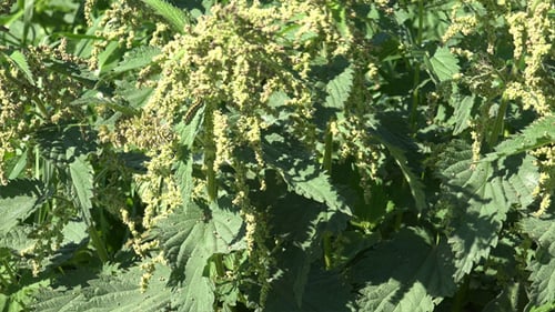 Phytothérapie Urtica Dioica ou Ortie commune
