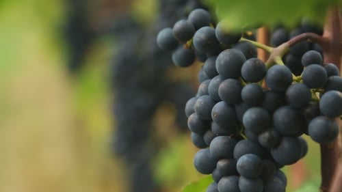 Rote Weintrauben