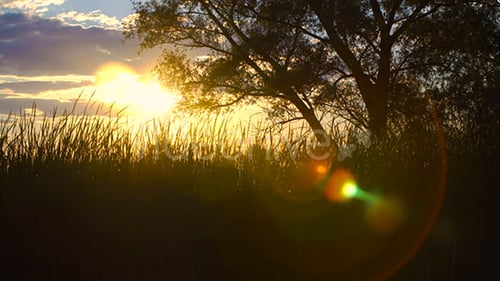 Tree Silhouette