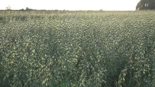 Oats