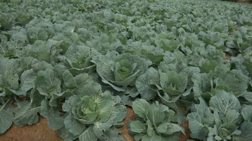 Cabbage Growing in a Field on a Farm