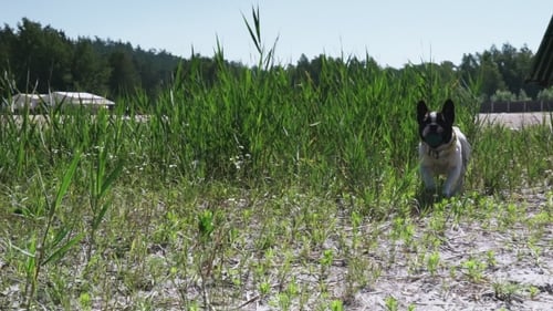 Little White Dog With Black Spots On It Fur Runs On The Meadow.