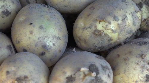 Close Up of Freshly Harvested Dirty Potatoes