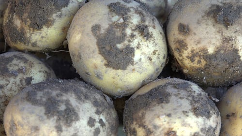Freshly Dug Potatoes Covered in Rich Soil