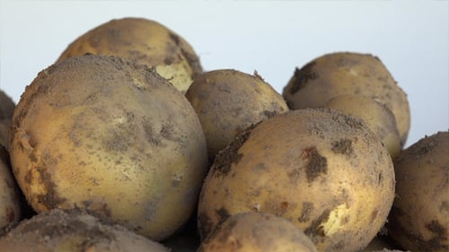 Pile of Uncooked Potatoes Close Up