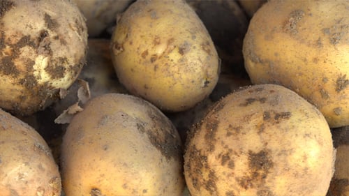Freshly Harvested Potatoes with Dirt Close Up