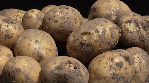 Close-Up View of Dirty Raw Potatoes