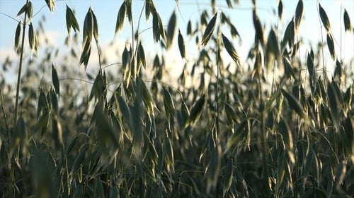 Oats