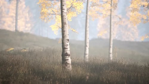 Sunrise Fog in Birch Tree Forest