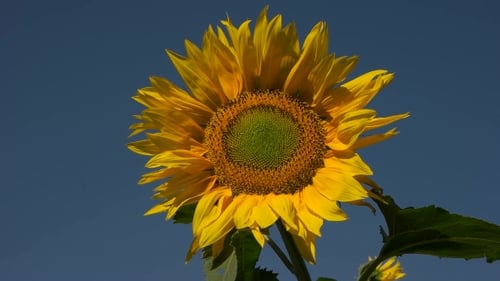 Yellow Sunflower On Blue Sky Background