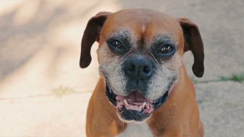 Old Happy Dog Smiling