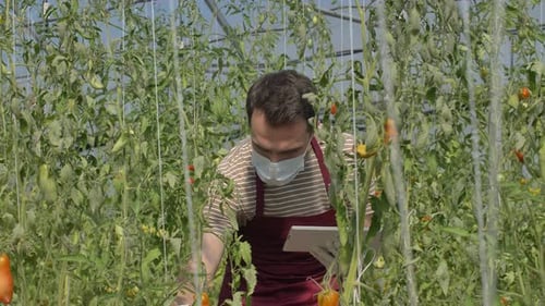 Farmer Inspecting Tomatoes with Tablet in Greenhouse