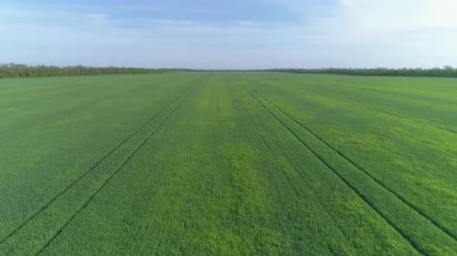 Flying Over Green Agriculture Fields in Spring