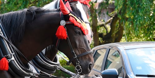 Horses in The Historical Part of the City