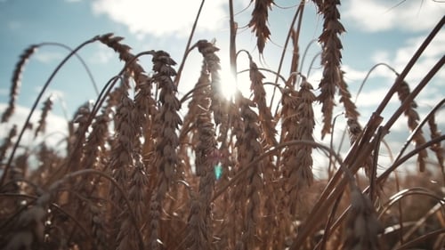 Ripe Wheat Ears Field