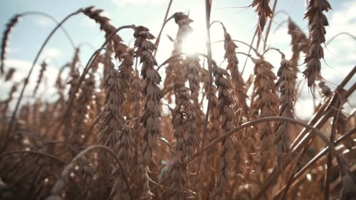 Ripe Wheat Ears Field