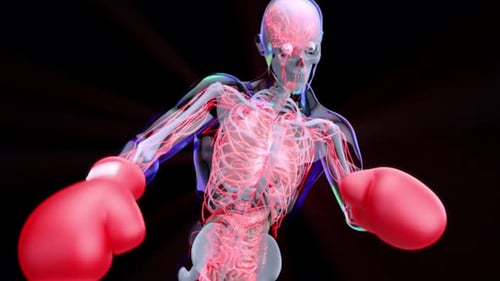 Futuristic Human Anatomy Boxing Training Animation