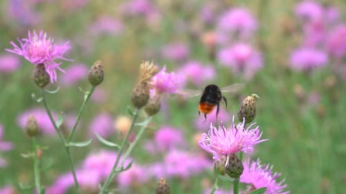 Flowers & Bumblebee